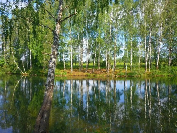 Березовая роща с озером