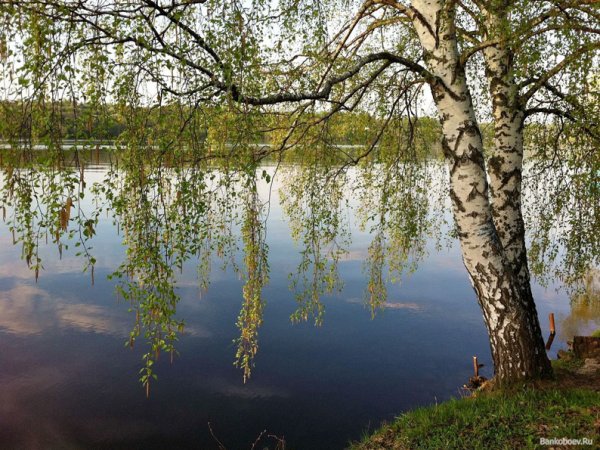 Черемуха, Ива, ольха.