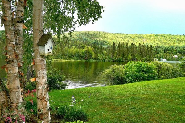 Пушгоры береза