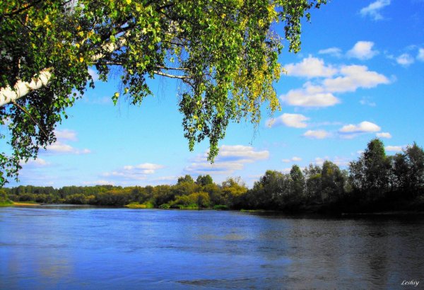 Россия просторы Березки реки