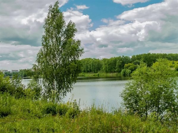 Берёза повислая у реки