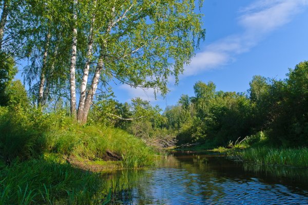 Природа березы река