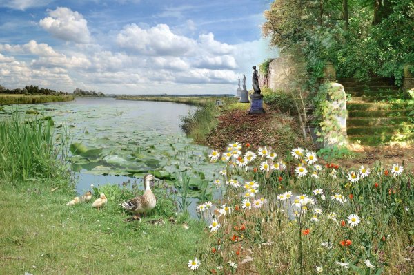 Деревня Романовы пруды ромашки