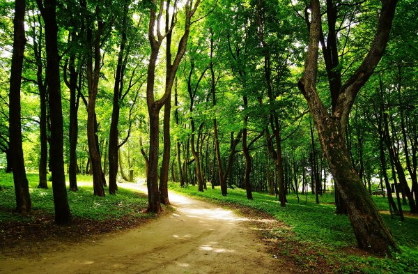 Лесопарк Сосновый Бор Подольск