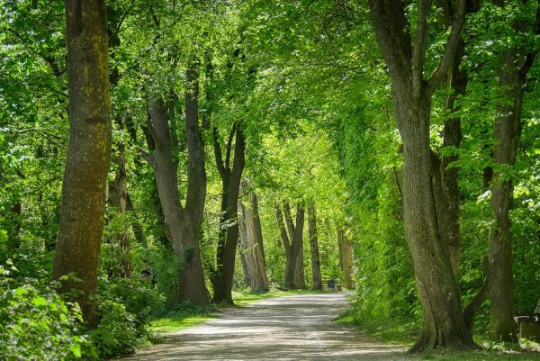 Парк в лесу