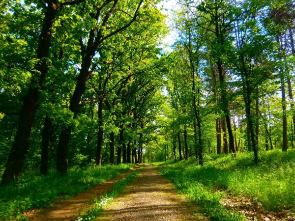 Зеленый лес парк Калининградская область