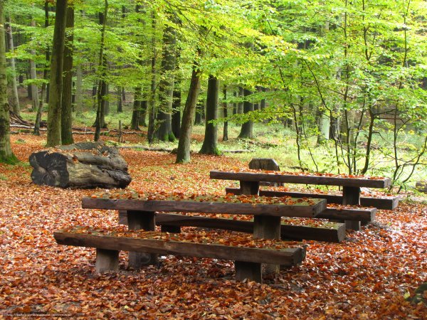 Столик в лесу