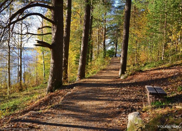 Прогулочные дорожки в лесу