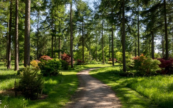 Тропинка в Сосновом Бору