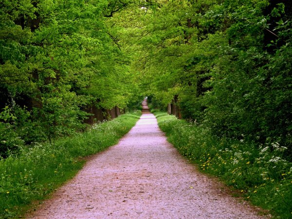 Павловск парк парк тропа