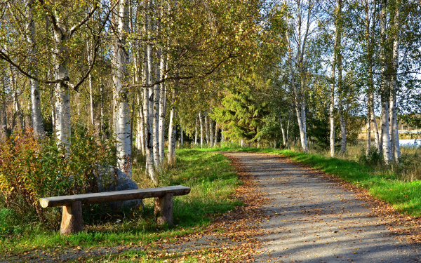 Берёзовая роза Орехово-Зуево