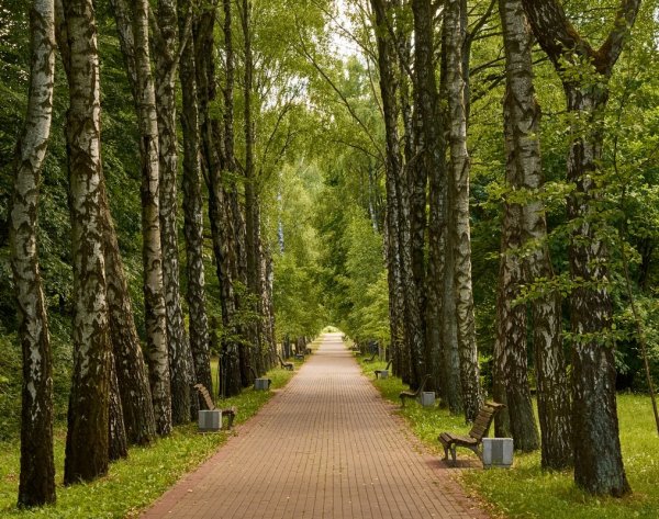 Парк Березовая аллея