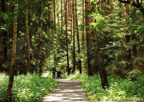 Зеленоградский лесопарк Зеленоград