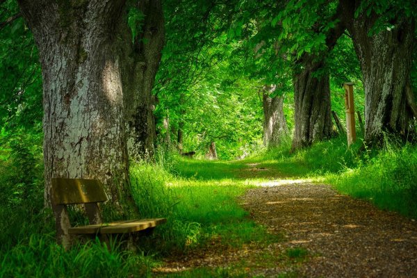 Парк Коломенское тропы в лесу