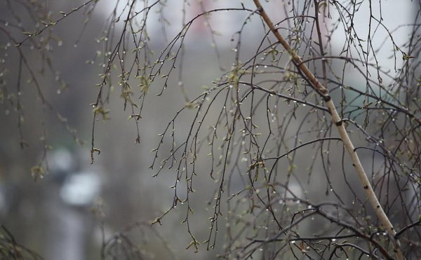 Весна дождь