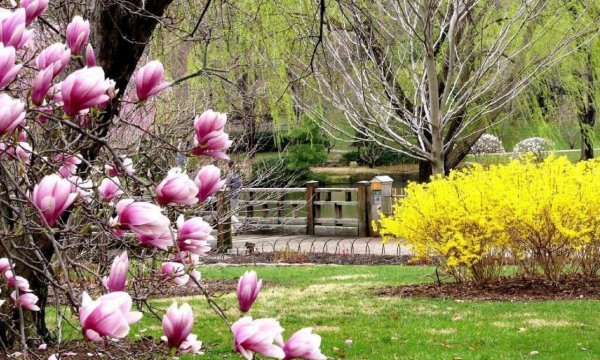 Цветы в саду в апреле