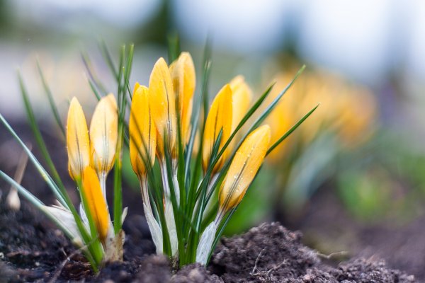 Апрель картина