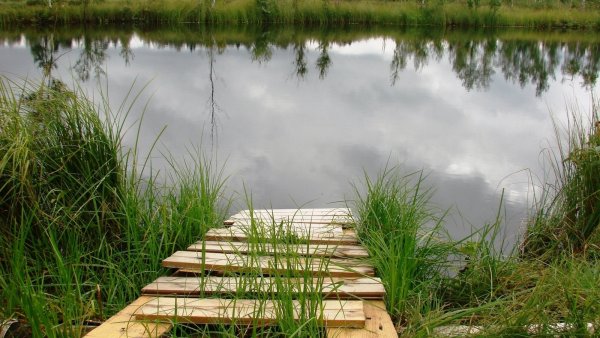 Берег пруда