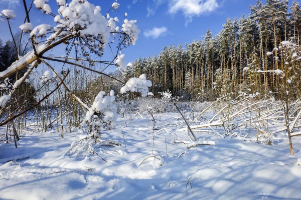 Зимний образ на природу