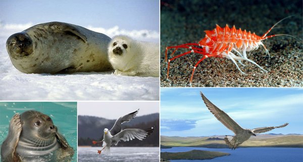 Озеро Байкал фауна