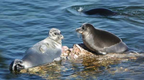 Озеро Байкальские нерпы