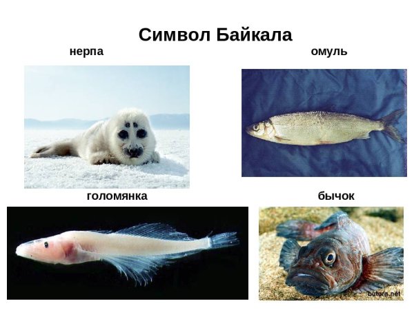 Байкал нерпы Голомянка