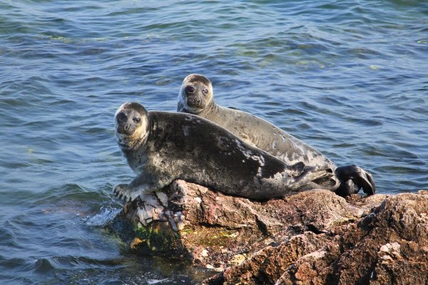 Байкальская Нерпа Ушканьи острова