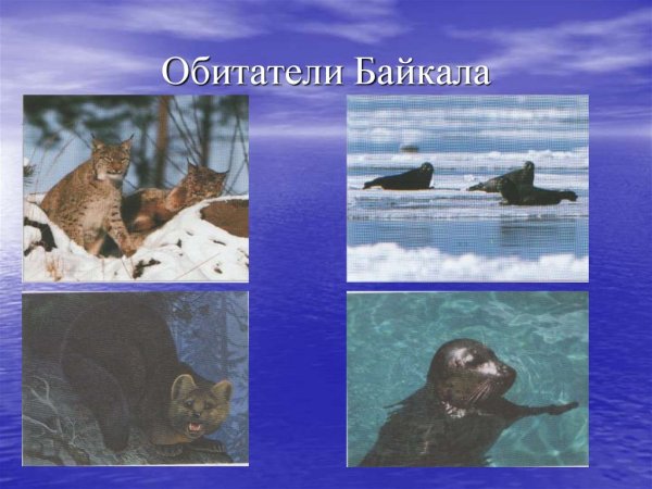 Обитатели Байкала