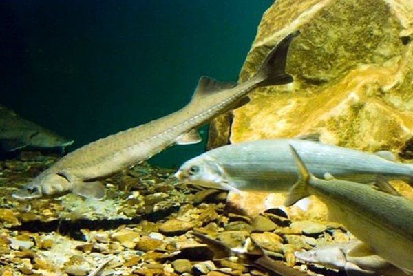 Озеро Байкал фауна