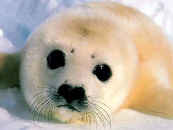 Байкальская Нерпа на Байкале