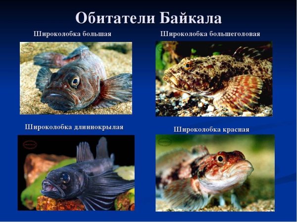 Озеро Байкал и его обитатели