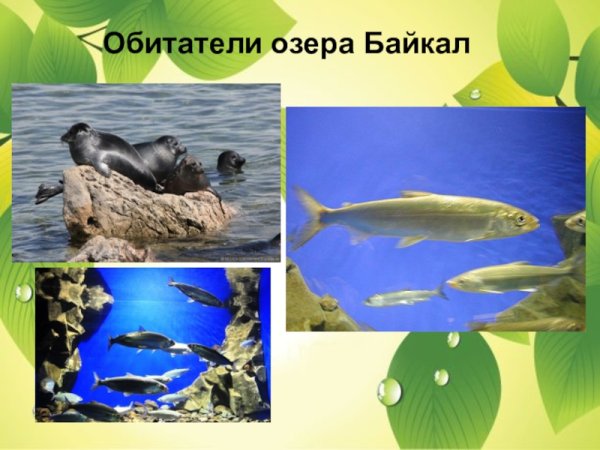 Обитатели Байкала