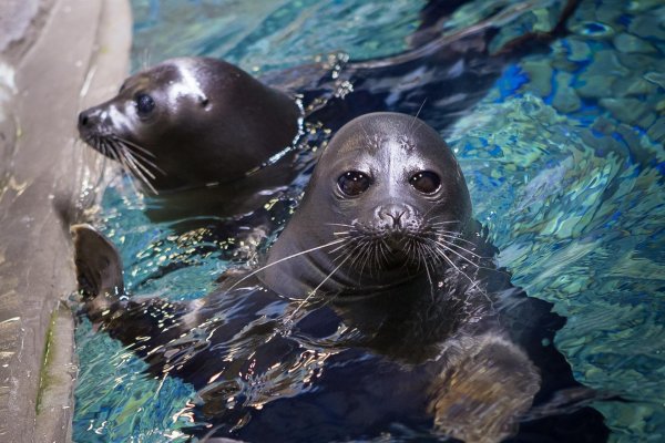 Байкал Нерпа