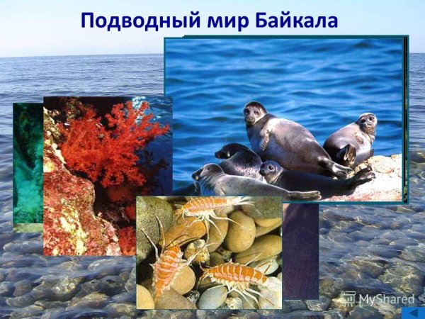 Флора и фауна озера Байкал