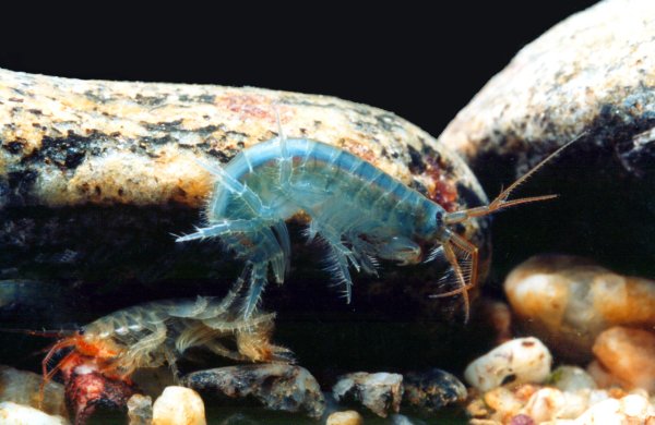 Байкал рачок эпишура