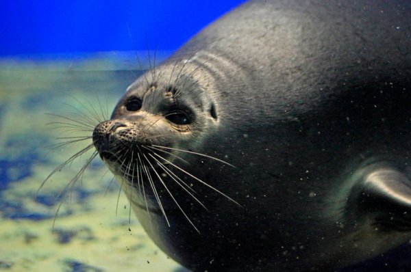 Тюлень Нерпа Байкал