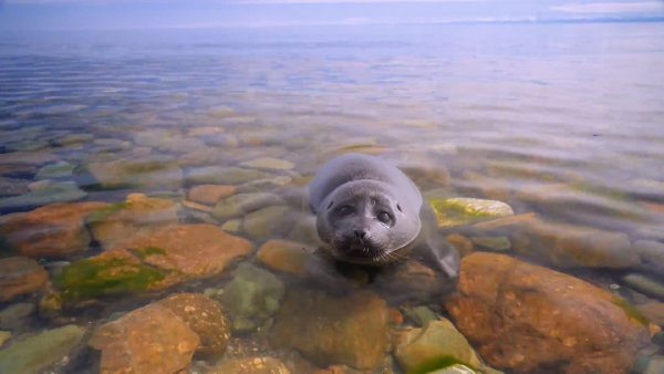 Нерпа Охотское море