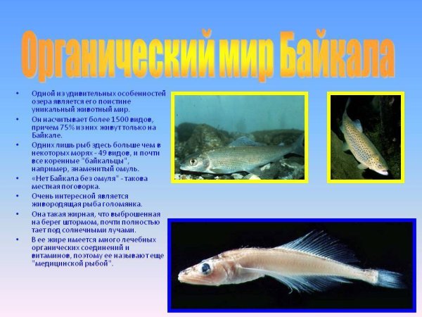 Обитатели живущие в Байкале