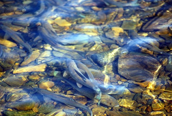 Нерест омуля