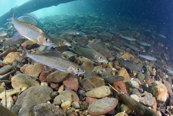 Баргузинский заповедник хариус