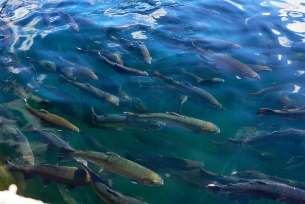 Рыба Голомянка