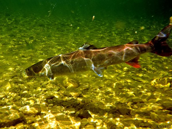 Флора и фауна озера Байкал