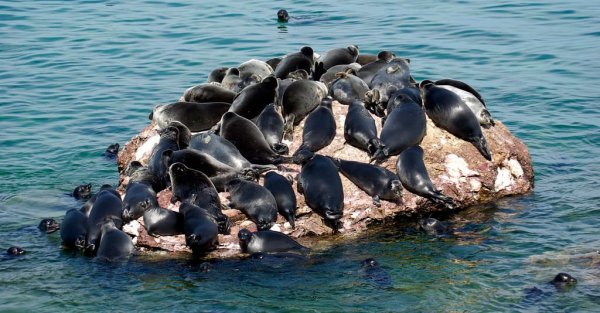 Озеро Байкал фауна