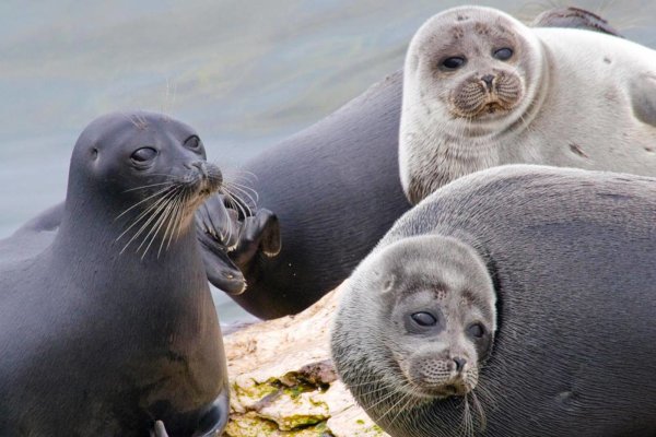 Тюлень Нерпа Байкал