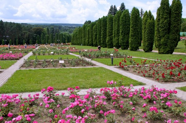 Аллея роз Кисловодск парк