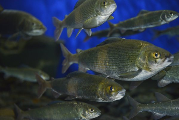 Омуль Байкальский