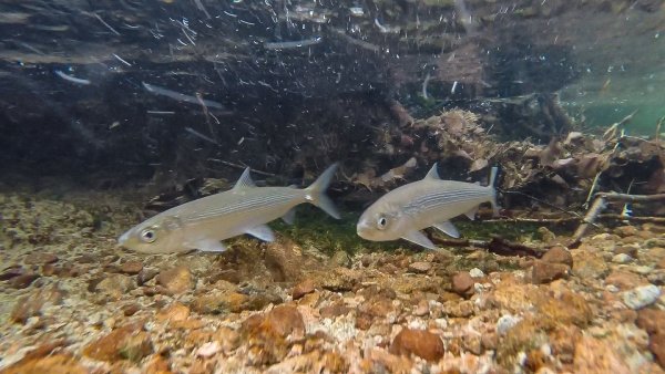 Байкальская рыба омуль