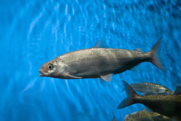 Рыбы Байкала сиг