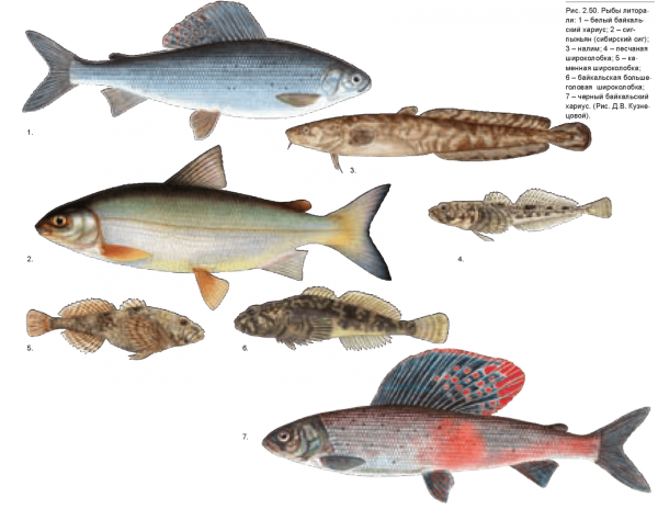 Байкальская рыба