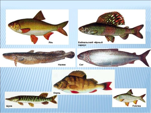 Хариус Ленок налим и Таймень